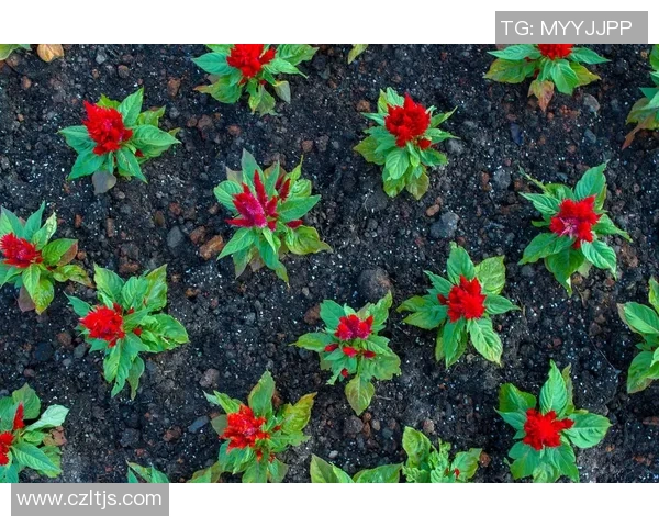 专访杨芳：探寻网球界的成功秘诀与奋斗历程